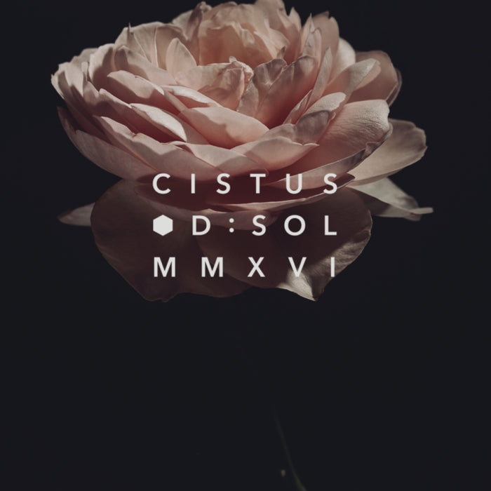 D:SOL MMXVI - Cistus zarte Blüte vor dunklem Hintergrund als Symbol der mediterranen Duftkomposition