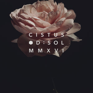 D:SOL MMXVI - Cistus zarte Blüte vor dunklem Hintergrund als Symbol der mediterranen Duftkomposition