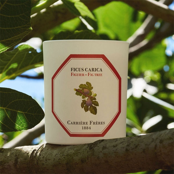 Carrière Frères - Fig Tree - Ficus Carica - Duftkerze im weißen Glas mit naturinspiriertem Etikett vor grünen Feigenblättern