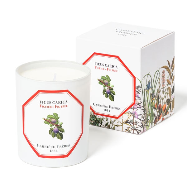 Carrière Frères - Fig Tree - Ficus Carica - Duftkerze im weißen Glas mit naturinspiriertem Etikett und dekorativer Verpackung