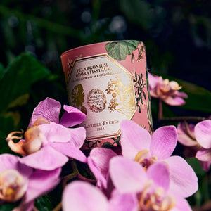 Carrière Frères - Geranium - Pelargonium Odoratissimum - Duftkerze Refill im rosa dekorativen Glas mit floralem Design vor Orchideenblüten