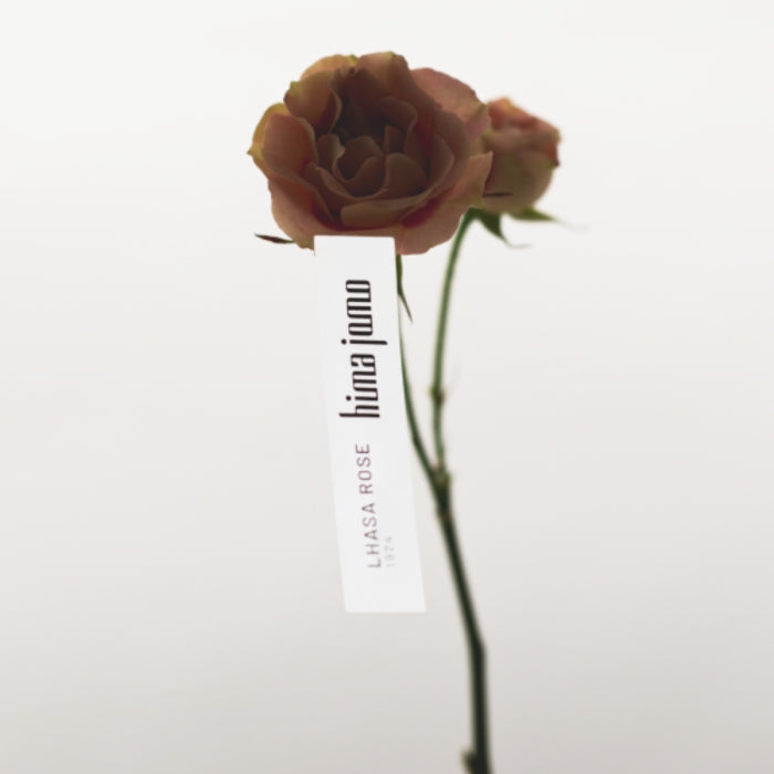 Hima Jomo - Journeys - Lhasa Rose 1924 Blume mit zartem Etikett vor schlichtem hellen Hintergrund