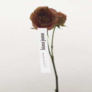 Hima Jomo - Journeys - Lhasa Rose 1924 Blume mit zartem Etikett vor schlichtem hellen Hintergrund