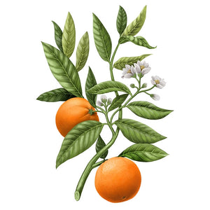 Carrière Frères - Orange Blossom - Citrus Dulcis - Raumspray mit Illustration von Orangen und weißen Blüten an Zweig