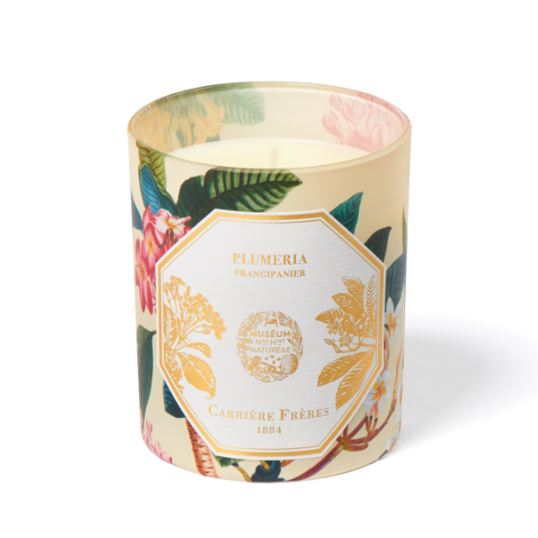Carrière Frères - Plumeria - Frangipani - Duftkerze mit floralem, exotischem Duft und elegantem Design im Nature-Museum-Stil