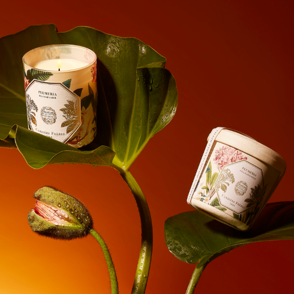 Carrière Frères - Plumeria - Frangipani - Duftkerze mit floral-exotischem Aroma in dekorativem, naturinspiriertem Design