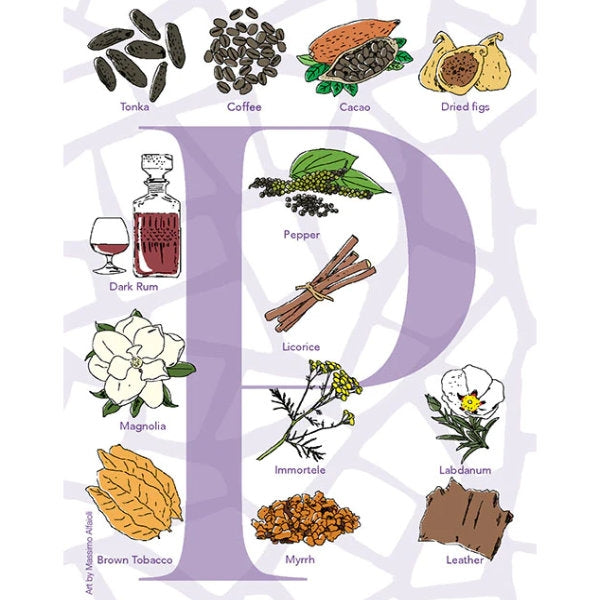 Neela Vermeire Créations - Purpureum Duftnotenillustration mit Tonka, Kaffee, Kakao und feinen Gewürzen vor weißem Hintergrund
