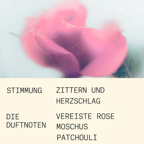 L'Atelier Parfum - Opus 1 - Rose Coup de Foudre zeigt eine zarte, fast eisige Rose mit weichen Nuancen vor hellem Hintergrund