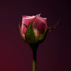 Olfactive Studio - Collection Sepia - Rose Shot zeigt eine rosafarbene Rosenknospe mit Tautropfen vor dunklem Hintergrund