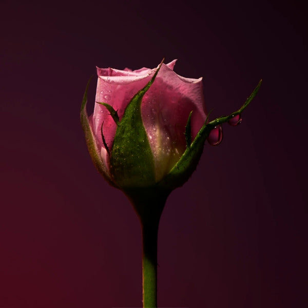 Olfactive Studio - Collection Sepia - Rose Shot zeigt eine rosafarbene Rosenknospe mit Tautropfen vor dunklem Hintergrund