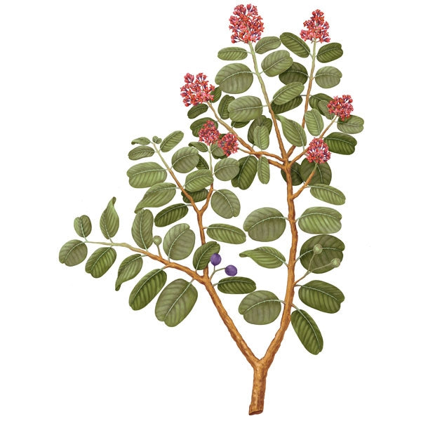 Carrière Frères - Sandalwood - Santalum Album - Illustration von Sandelholzbaum mit grünen Blättern und roten Blüten