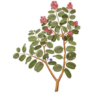Carrière Frères - Sandalwood - Santalum Album - Illustration von Sandelholzbaum mit grünen Blättern und roten Blüten