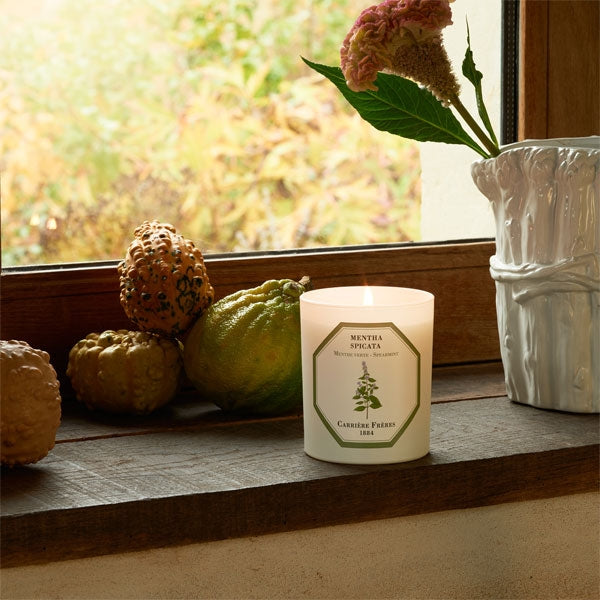 Carrière Frères - Spearmint - Mentha Spicata - Duftkerze auf Fensterbank mit herbstlicher Dekoration und weiße Vase