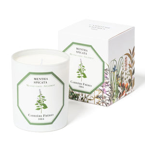 Carrière Frères - Spearmint - Mentha Spicata - Duftkerze mit grüner Minzpflanzen-Illustration und dekorativer Verpackung