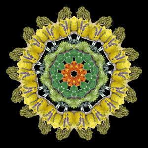 Eau De Moe - Tariq Mandala aus gelben Blüten, lila Akzenten und grünen Blättern vor schwarzem Hintergrund