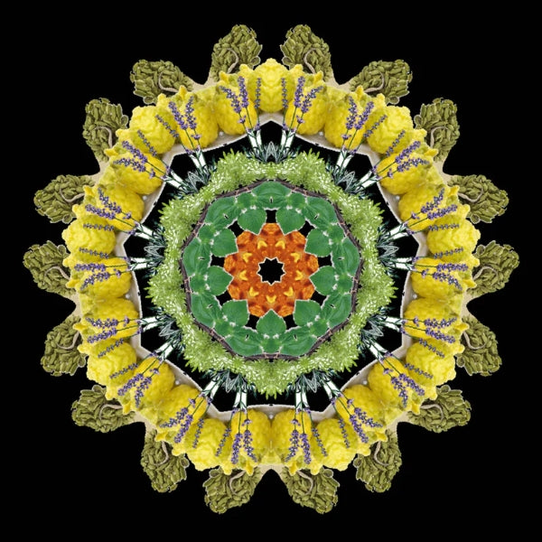 Eau De Moe - Tariq Mandala aus gelben Blüten, lila Akzenten und grünen Blättern vor schwarzem Hintergrund