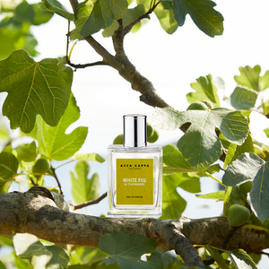 Acca Kappa - White Fig & Cashmere klarer Flakon mit grünem Etikett auf Zweig eines Feigenbaums vor hellem Himmel